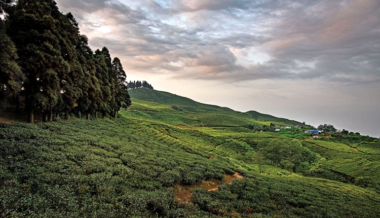 Kanyam tea garden in Ilam filming locations with best tea garden scene