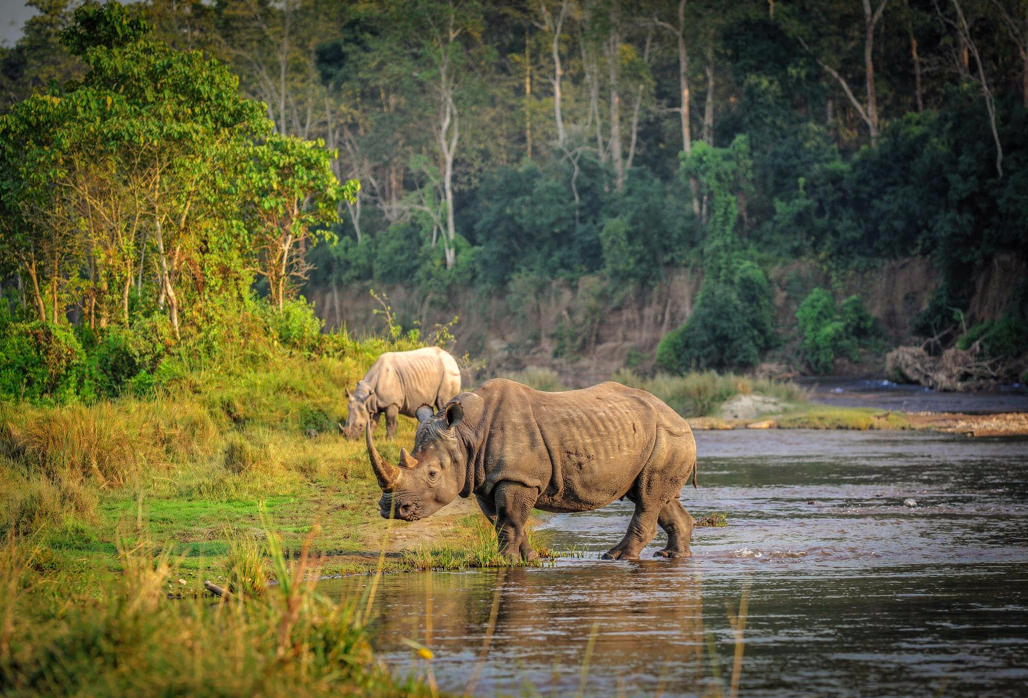 Two rhino getting filmed in the Chitwan National Park. The Ultimate Guide to Wildlife Filmmaking in Bardia and Chitwan