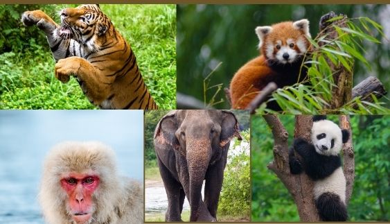 shoot video of rare animals