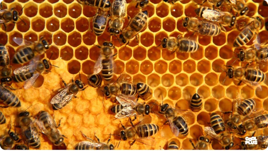 honey hunters of Nepal