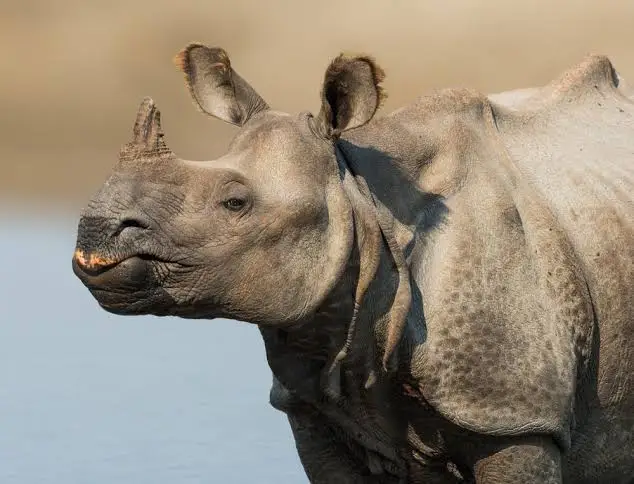 one-horned rhinoceros documentary in Nepal