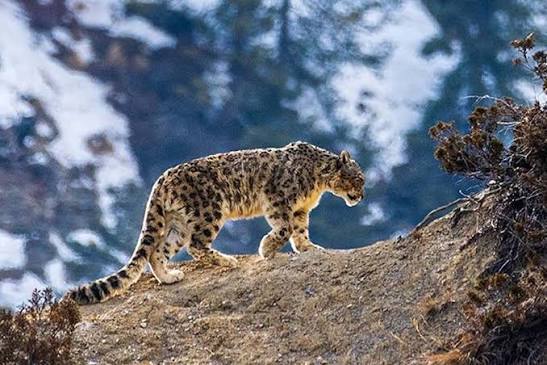 Snow Leopard Documentary in Nepal
